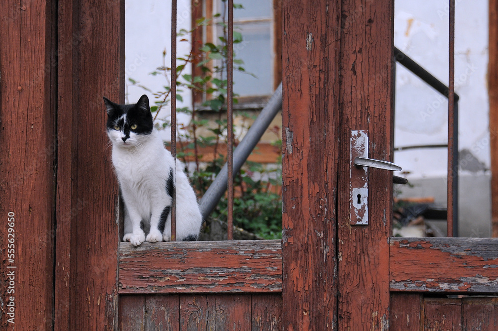 Black and white cat in the door opening