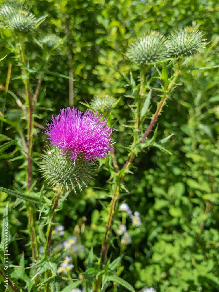 A large thistle flower in a thicket of grass on the side of the road. A large thistle flower in a thicket of grass on the side of the road.