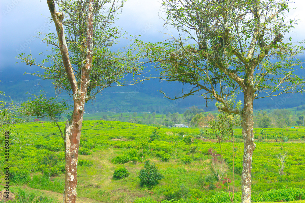 Beautiful landscape of meadow with green trees for summer background. Perfect for picnics.  Grass field with forest trees and environment public park