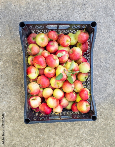 Red and yellow ripe apples in a plastic box on the concrete floor in the garden. Sale of crops at the farmer's market.