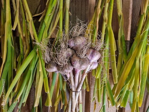 Garlic heads tied in a bundle with stems and leaves are dried on the farm.