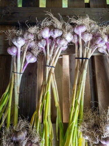 Garlic heads tied in bundles with stems and leaves are dried on the farm.