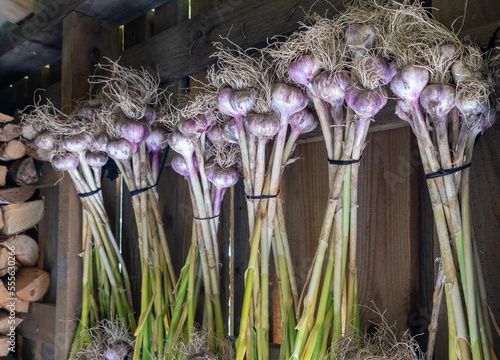 Garlic heads tied in bundles with stems and leaves are dried on the farm.	