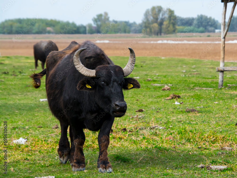 Domestic water buffalo in the Reserve in a national park Domestic water buffalo in the Reserve in a national park