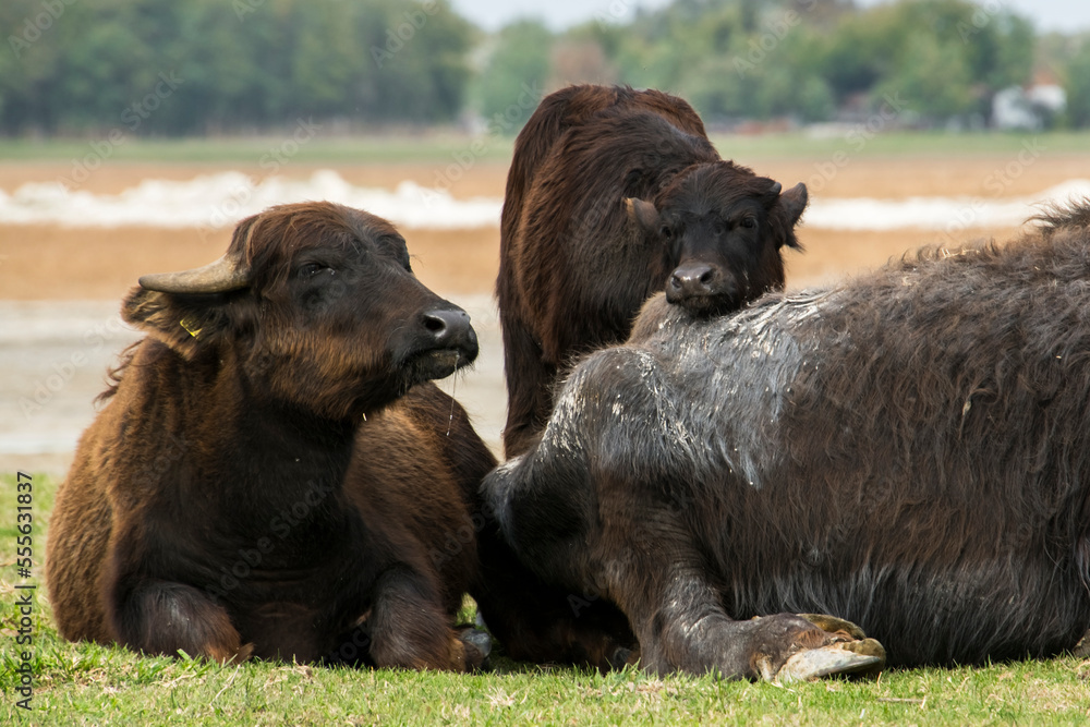Domestic water buffalo in the Reserve in a national park Domestic water buffalo in the Reserve in a national park