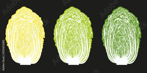 freshly half cut Chinese cabbage vector on background