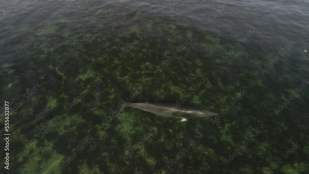 Minke whale swimming in shallow water in eastern Quebec. Minke whale swimming in shallow water in eastern Quebec.