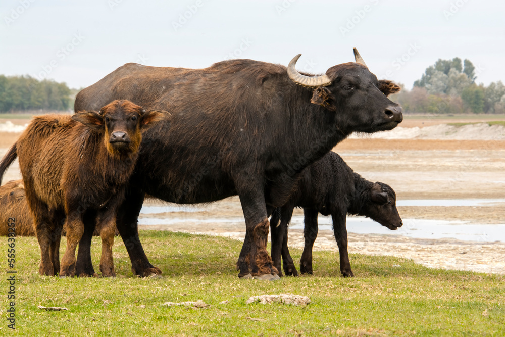Domestic water buffalo in the Reserve in a national park Domestic water buffalo in the Reserve in a national park