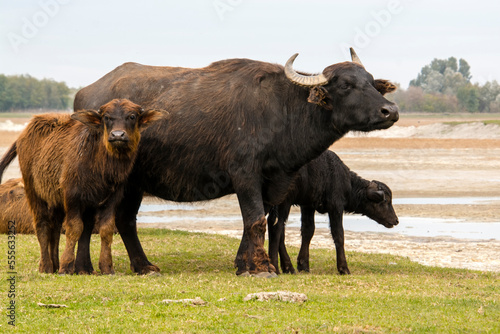 Domestic water buffalo in the Reserve in a national park