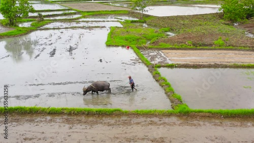A bull plows the agricultural field for planting rice. Paddy field with water, top view. Agriculture in the Philippines. Farmer plows an agricultural field with the help of a bull with a plow. photo