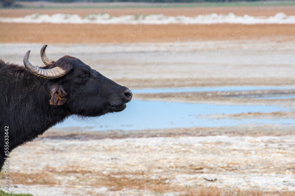 Domestic water buffalo in the Reserve in a national park Domestic water buffalo in the Reserve in a national park