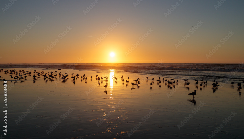 Seagulls on the beach of Nazare in Portugal Seagulls on the beach of Nazare in Portugal