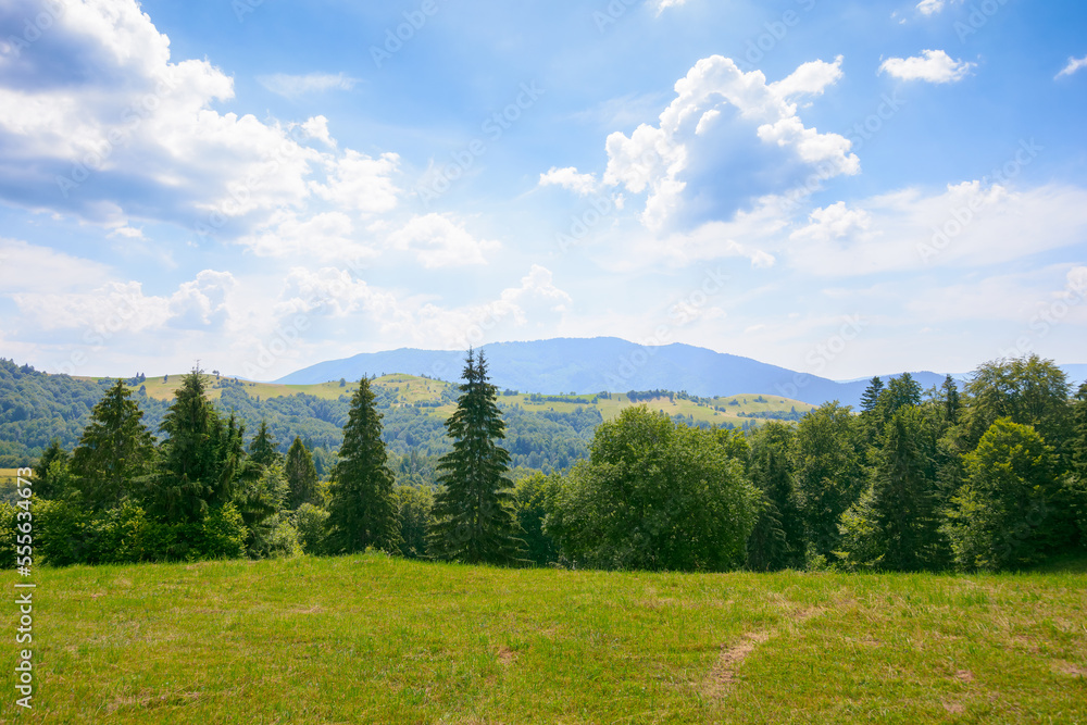 forest on the grassy meadow. green summer landscape in mountains. sunny weather with clouds above the distant ridge