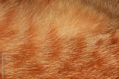 Orange cat hair, full frame orange fur, for the background.