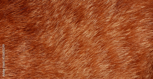 Wallpaper Mural Full frame orange fur, brown fur for background. Torontodigital.ca