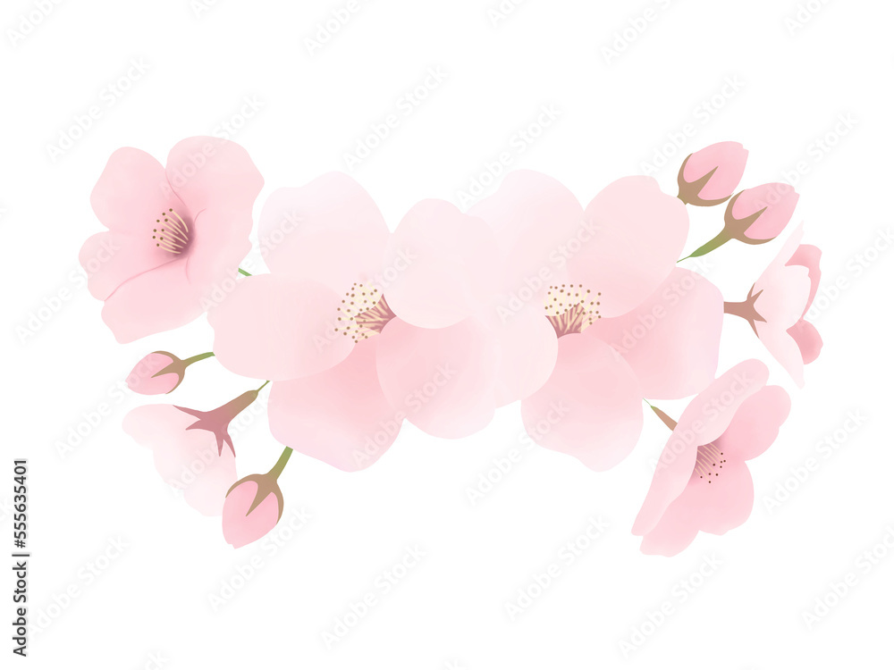 リアルな桜の花びらの水彩イラスト　透過