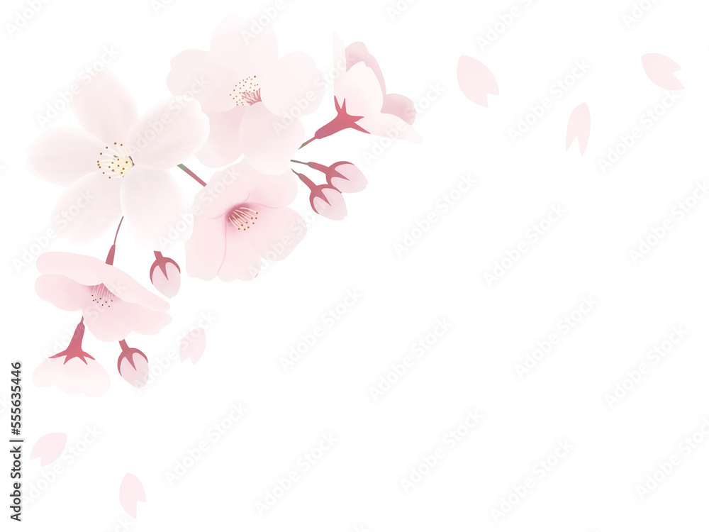 桜の花のコーナー飾り素材　透過