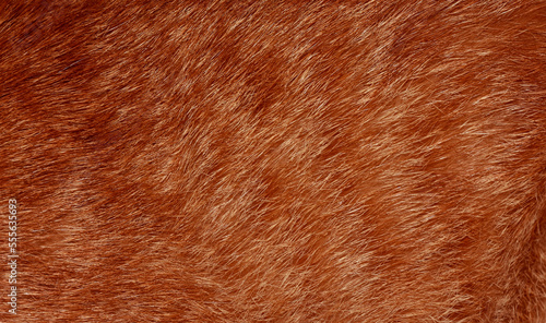 Full frame orange fur, brown fur for background.