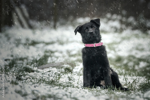 Szczeniak, czarny owczarek niemiecki w zimowej scenerii © Agnieszka