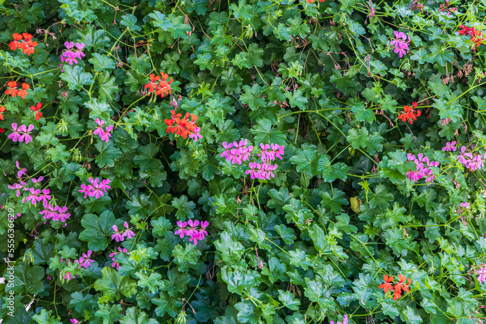 Closeup of blooming geranium in the center of Goslar UNESCO world cultural heritage site in Harz, Lower Saxony in Germany