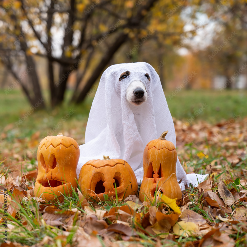 Dog jack russell terrier in a ghost costume with jack-o-lantern pumpkins in the autumn forest. Dog jack russell terrier in a ghost costume with jack-o-lantern pumpkins in the autumn forest.