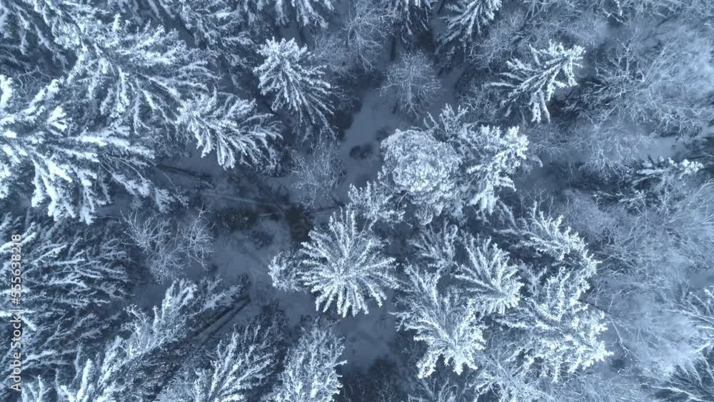 Evergreen trees frosted white with hoarfrost in a winter forest - straight down aerial view Evergreen trees frosted white with hoarfrost in a winter forest - straight down aerial view
