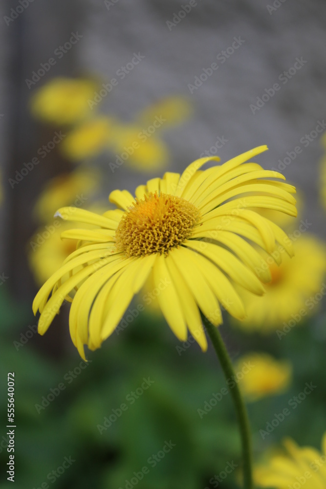 yellow flower in the garden