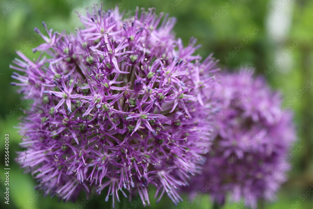 purple flower purple flower