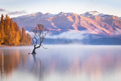 That Wanaka Tree in the morning light, New Zealand