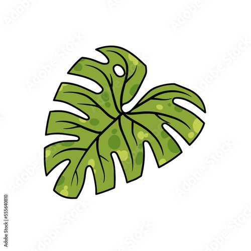 Monstera leaf. Green houseplant