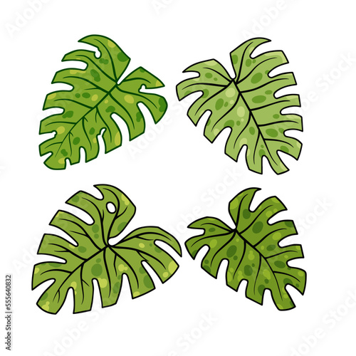 Monstera leaf. Green houseplant,