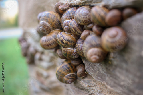 snails in a wall of my orchard