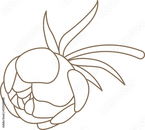 Closed peony bud with leaves in line art style