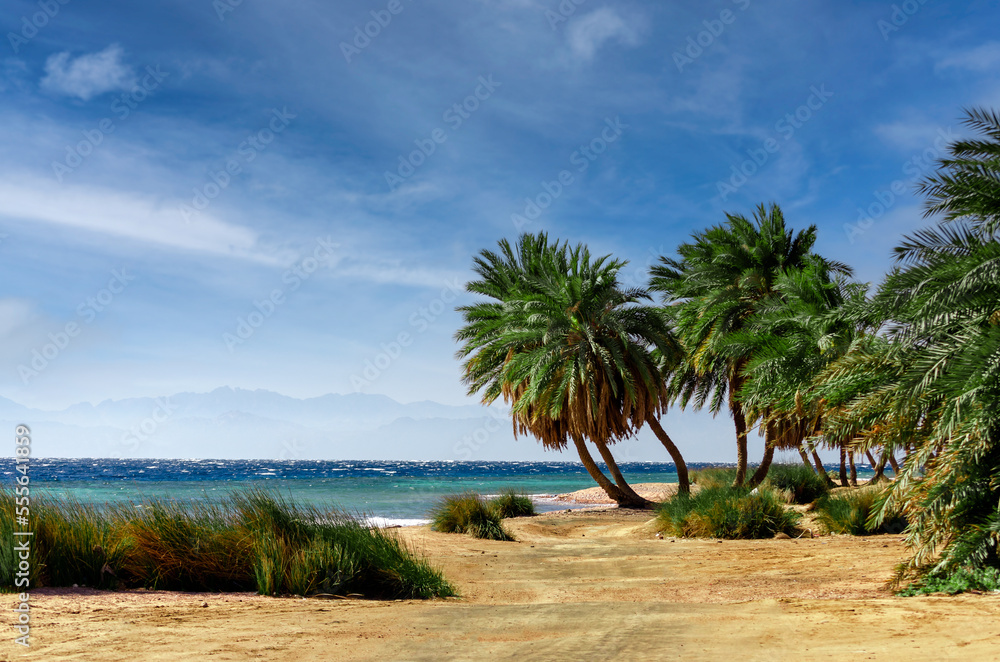 green palm trees on the red sea coast in egypt