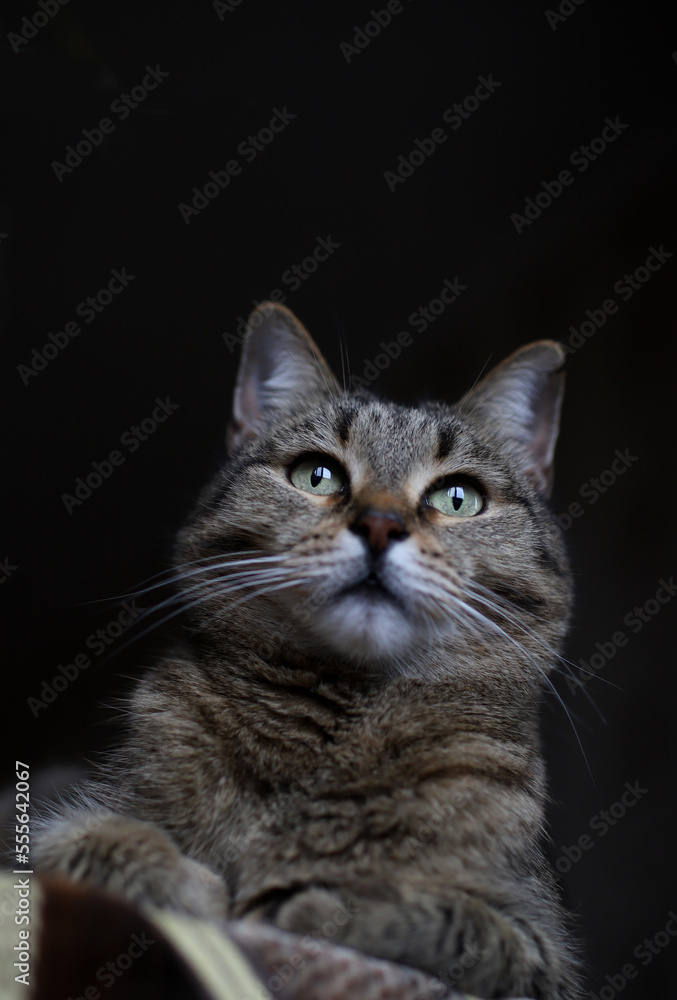 cute kitty on a black background