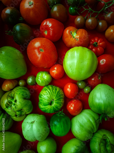 Colorful tomatoes of different sizes and varieties, degree of ripeness. horizontal composition, flat lying, top view. bright appetizing background, vegetarianism, advertising of ecological products