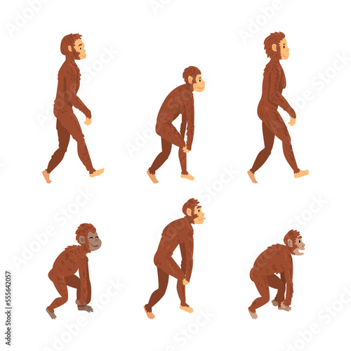 Monkey or Primate as Human Evolution Stage and Gradual Development Vector Set