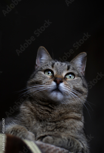 cute kitty on a black background