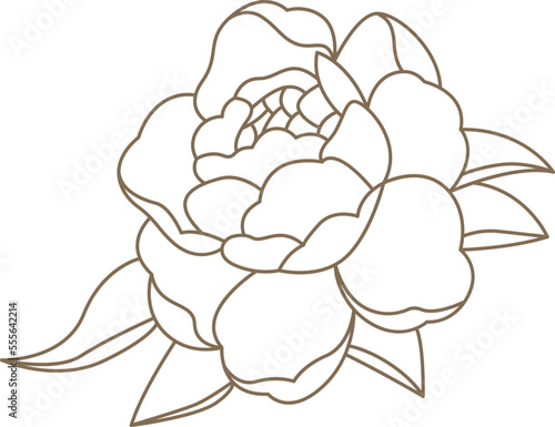 Peony flowers in line art style Contemporary floral design