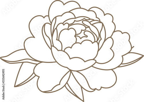 Peony flowers in line art style Contemporary floral design