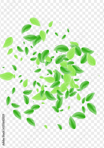 Greenish Sheet Background Transparent Vector. Vegetation Label Illustration. Spring Design. Light Green Peaceful Card. Plant Branch.