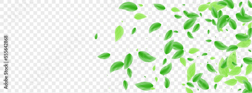 Greenish Vegetation Background Transparent Vector. Greenery Wind Design. Healthy Illustration. Light Green Life Frame. Leaf Shape.