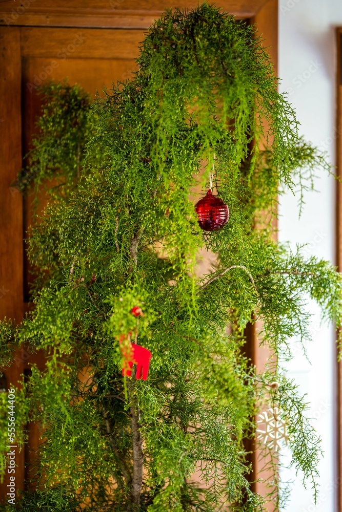 huon pine christmas tree at christmas time in australia huon pine christmas tree at christmas time in australia