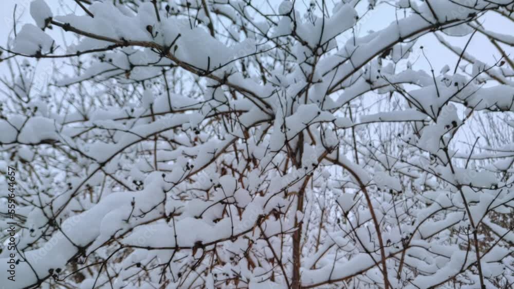 Branches covered with snow on trees after snowfall. Falling snowflakes in winter weather. Speed ramp Branches covered with snow on trees after snowfall. Falling snowflakes in winter weather. Speed ramp