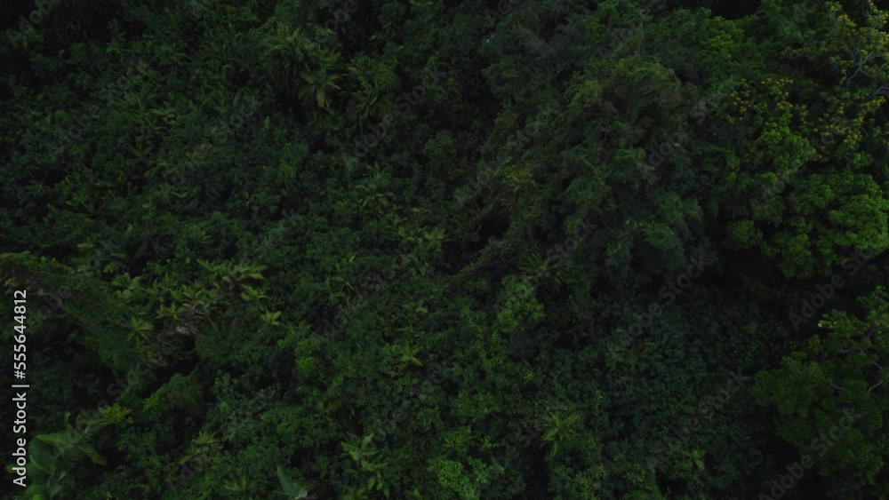 Verdant Leafage Of Dense Tropical Trees At Daintree National Park In Cape Tribulation, Queensland, Australia. Aerial Drone Shot Verdant Leafage Of Dense Tropical Trees At Daintree National Park In Cape Tribulation, Queensland, Australia. Aerial Drone Shot