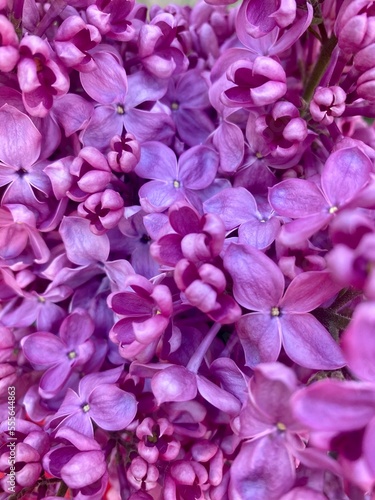 lilac flowers close up © Дарина Амерева