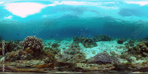 Tropical fishes and coral reef underwater. Hard and soft corals  underwater landscape. Philippines. Virtual Reality 360.