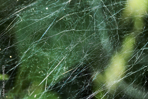 Close-up spider web. Nature background.