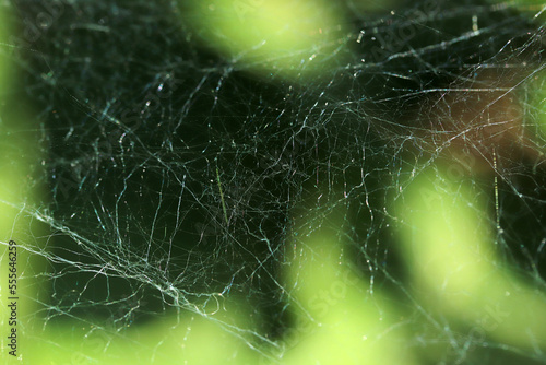 Close-up spider web. Nature background.