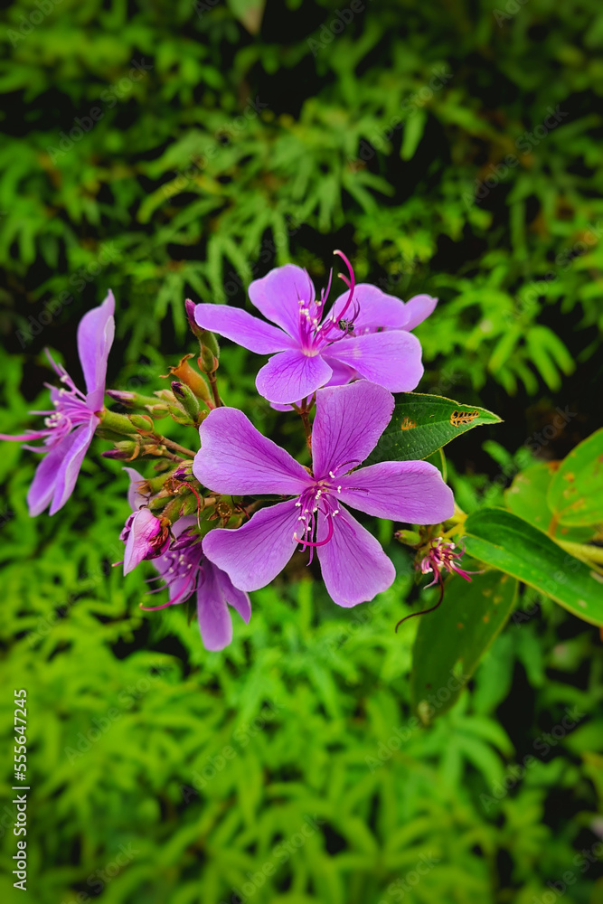 Purple flowers of Manaca da Serra Purple flowers of Manaca da Serra